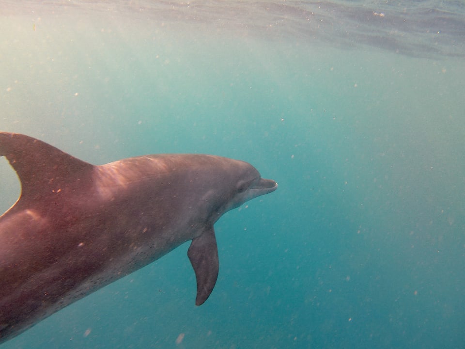 Sport & Freizeit Mövenpick Resort El Quseir