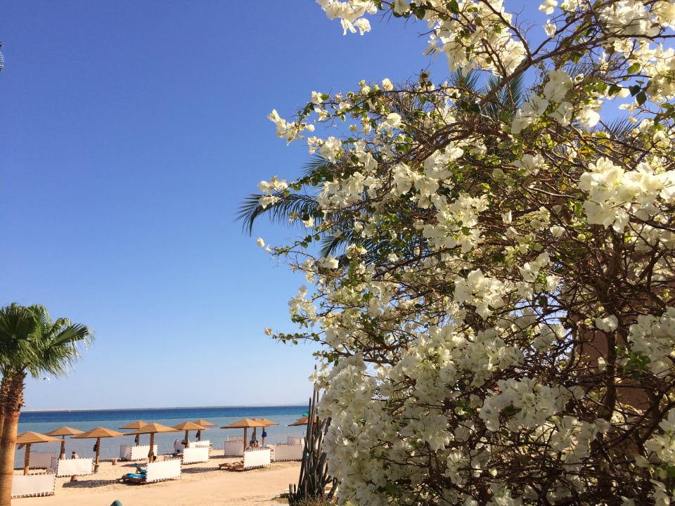 Ausblick Shams Prestige Abu Soma-Adults Only