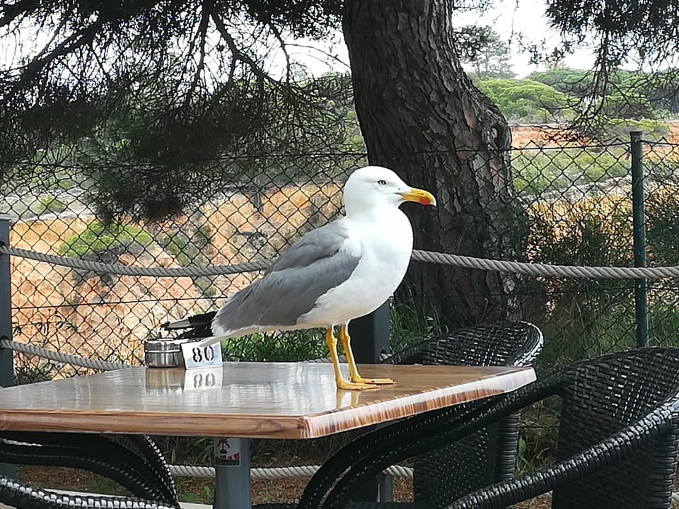 Ausblick PortoBay Falésia