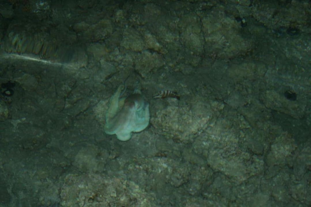 Makadi Oasis, Krake auf der Jagd Jaz Makadi Oasis Resort