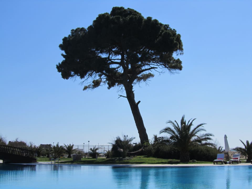 Baum Rixos Premium Belek