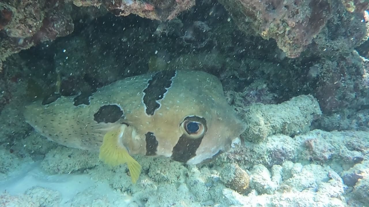 Sport & Freizeit NH Collection Maldives Reethi Resort