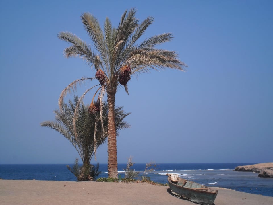 Was für ein tolles Kitsch-Panorama! Steigenberger Coraya Beach - Adults only