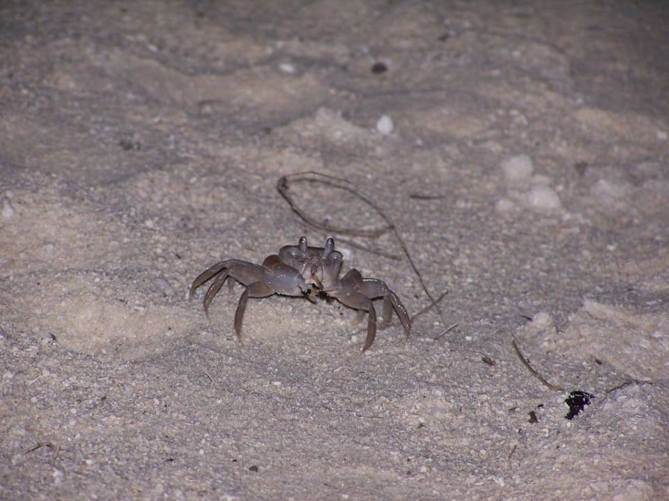 Krabbe Sun Siyam Vilu Reef