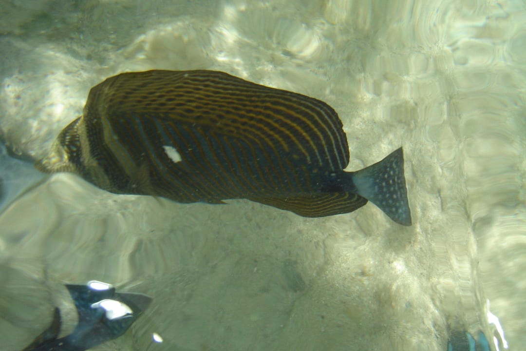 Rybka Three Corners Sea Beach Resort