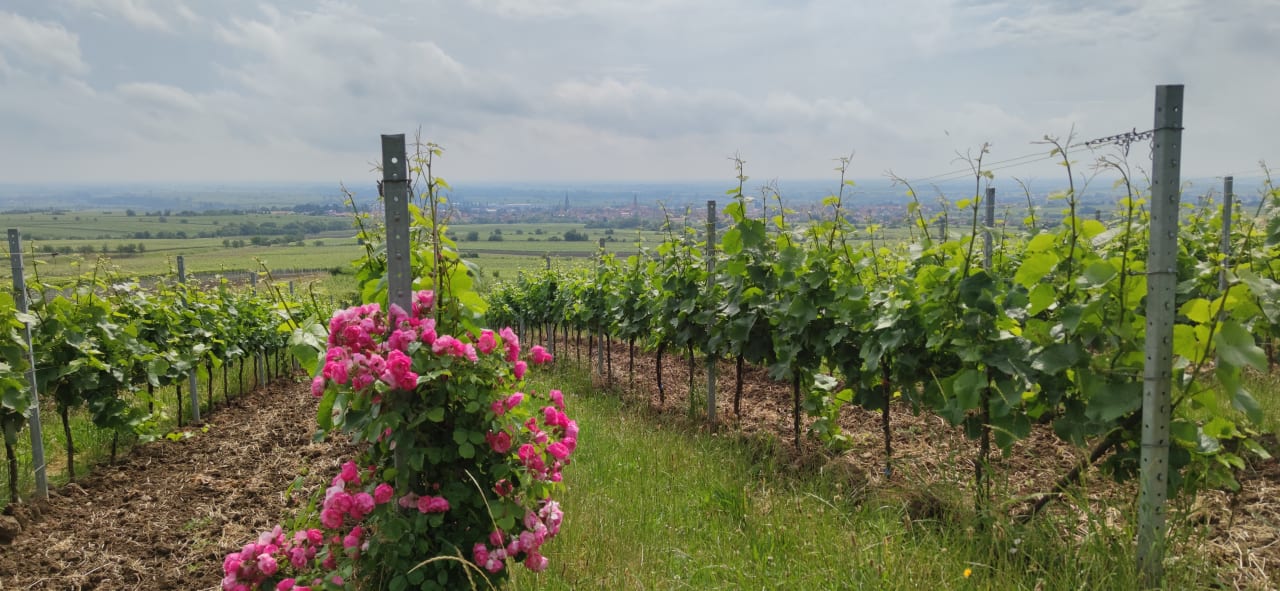 Ausblick Wiedemann's Weinhotel