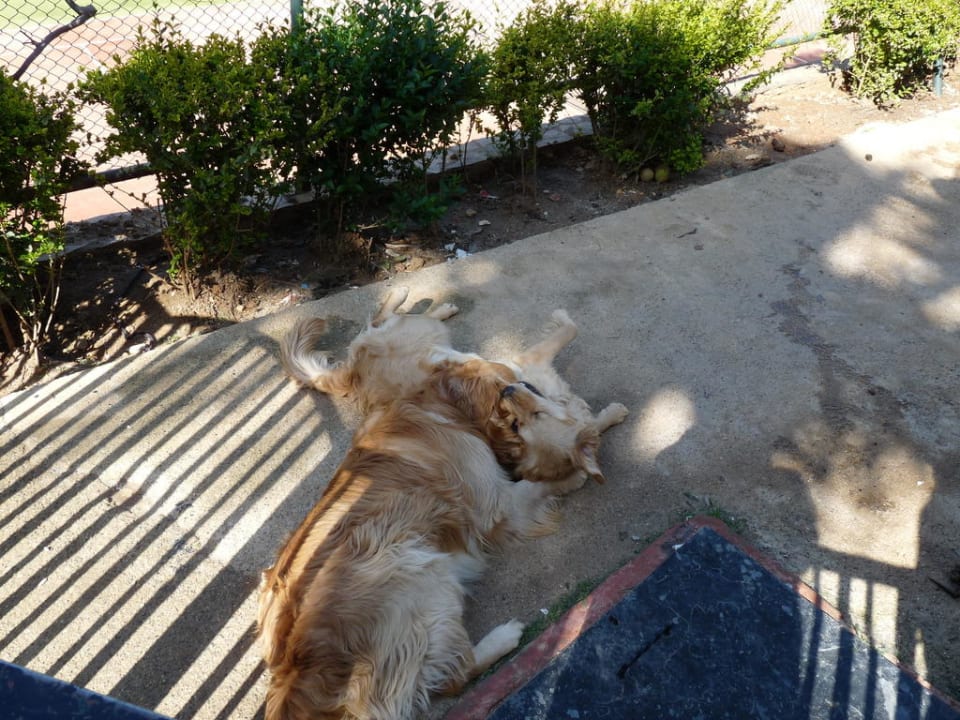 Die Lieblinge des Hotels  Hotel Club Paradiso