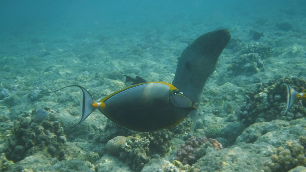 Sport & Freizeit Malikia Resort Abu Dabbab