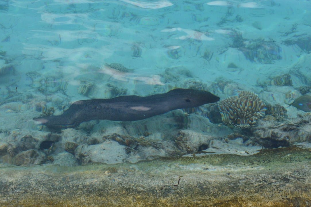 Muräne Adaaran Select Hudhuran Fushi - Premium All Inclusive