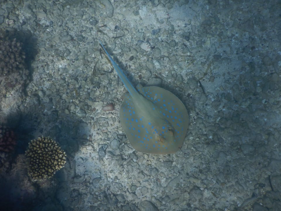 Strand Mövenpick Resort El Quseir