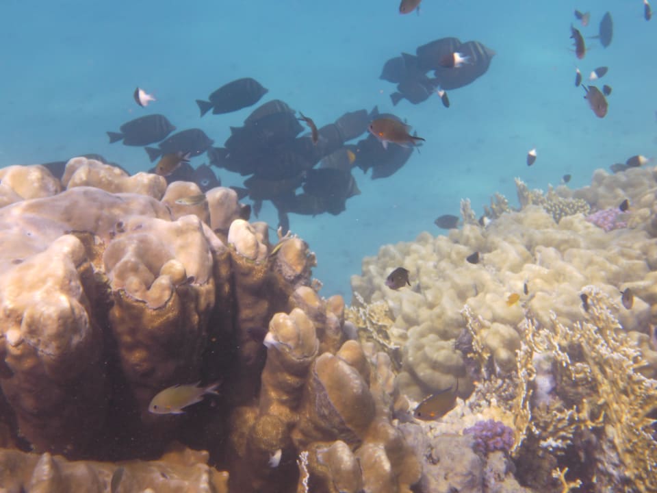 Sport & Freizeit Malikia Resort Abu Dabbab