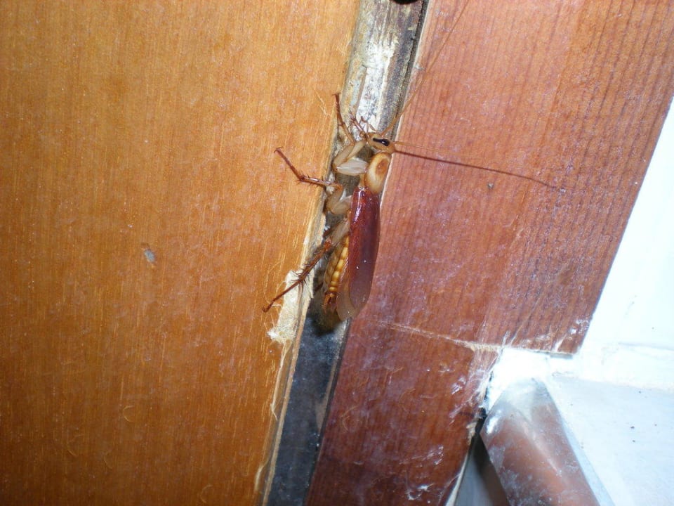 Kakerlake im Zimmer Hotel Stavroula Palace