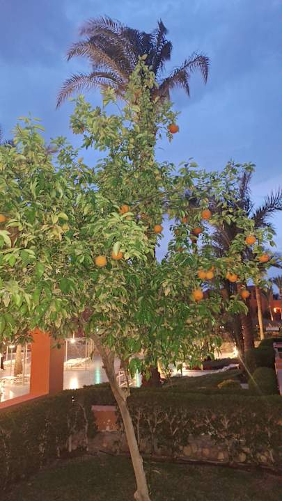 Gastro Jaz Makadi Oasis Resort