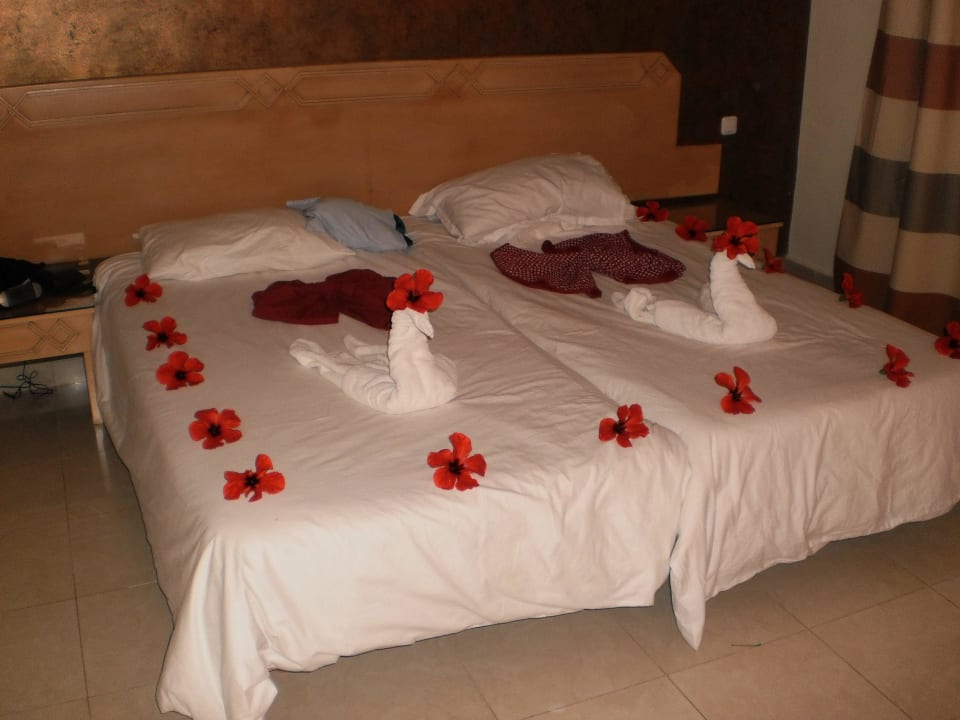 Wenn man Glück hat, bekommt man auch Schwäne. Mahdia Beach & Aquapark