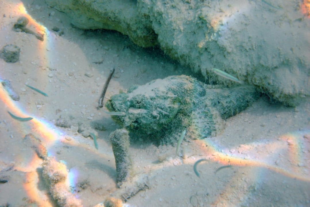 Steinfisch Eri Maldives