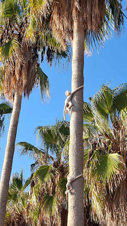 Gartenanlage Hotel Miramare Beach