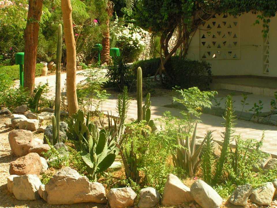 Gartenanlage Shams Safaga Resort