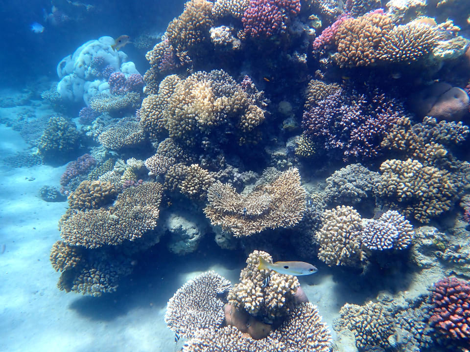 Strand Shams Alam Beach Resort