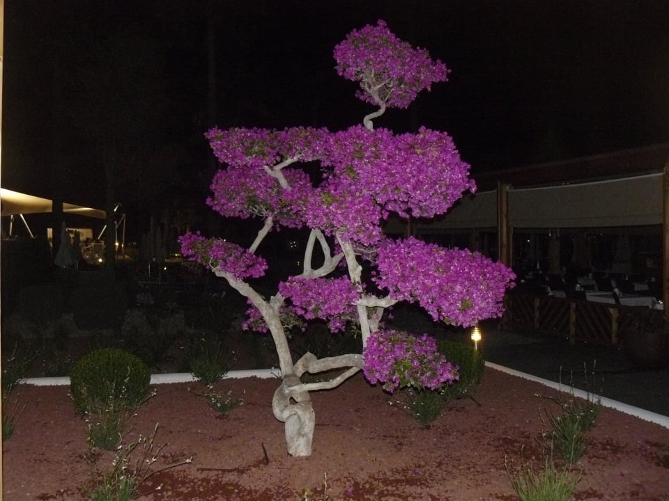Auch Abends schön Hipotels Cala Millor Park