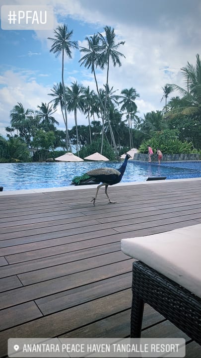 Pool Anantara Peace Haven Tangalle Resort