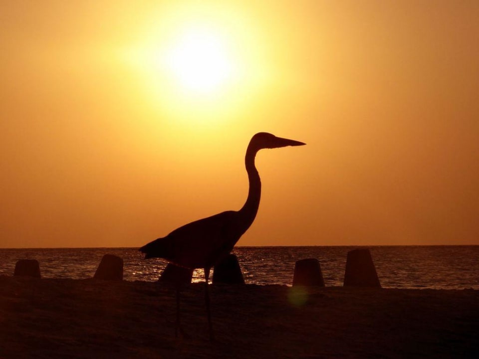 Abendstimmung im Indischen Ozean Summer Island Maldives