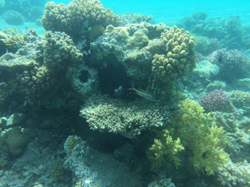 Sport & Freizeit Menaville Safaga