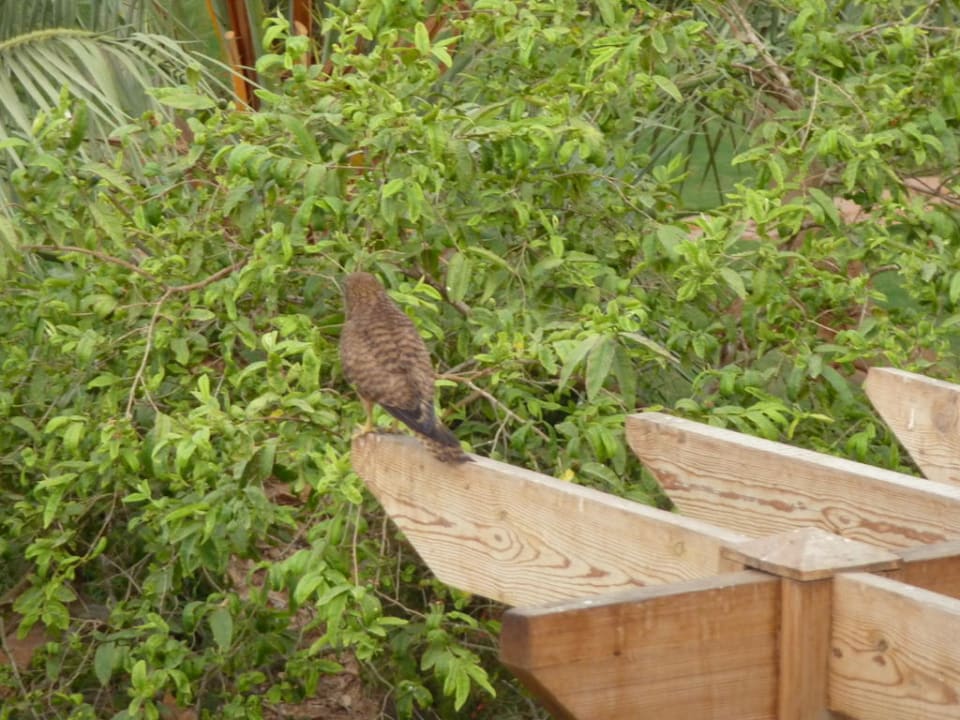 Ein Falke nistet am Balkon Pickalbatros Royal Grand Resort - Sharm El Sheikh
