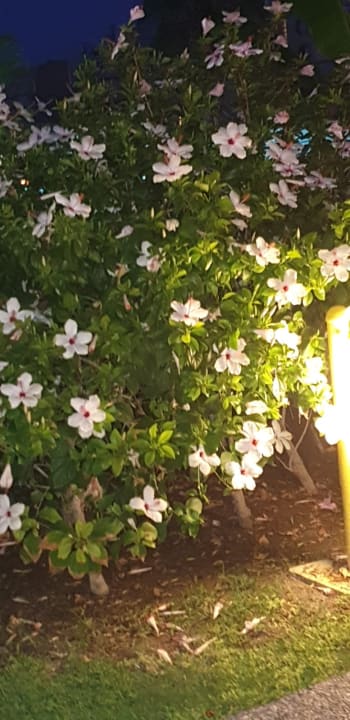 Gartenanlage VONRESORT Golden Coast