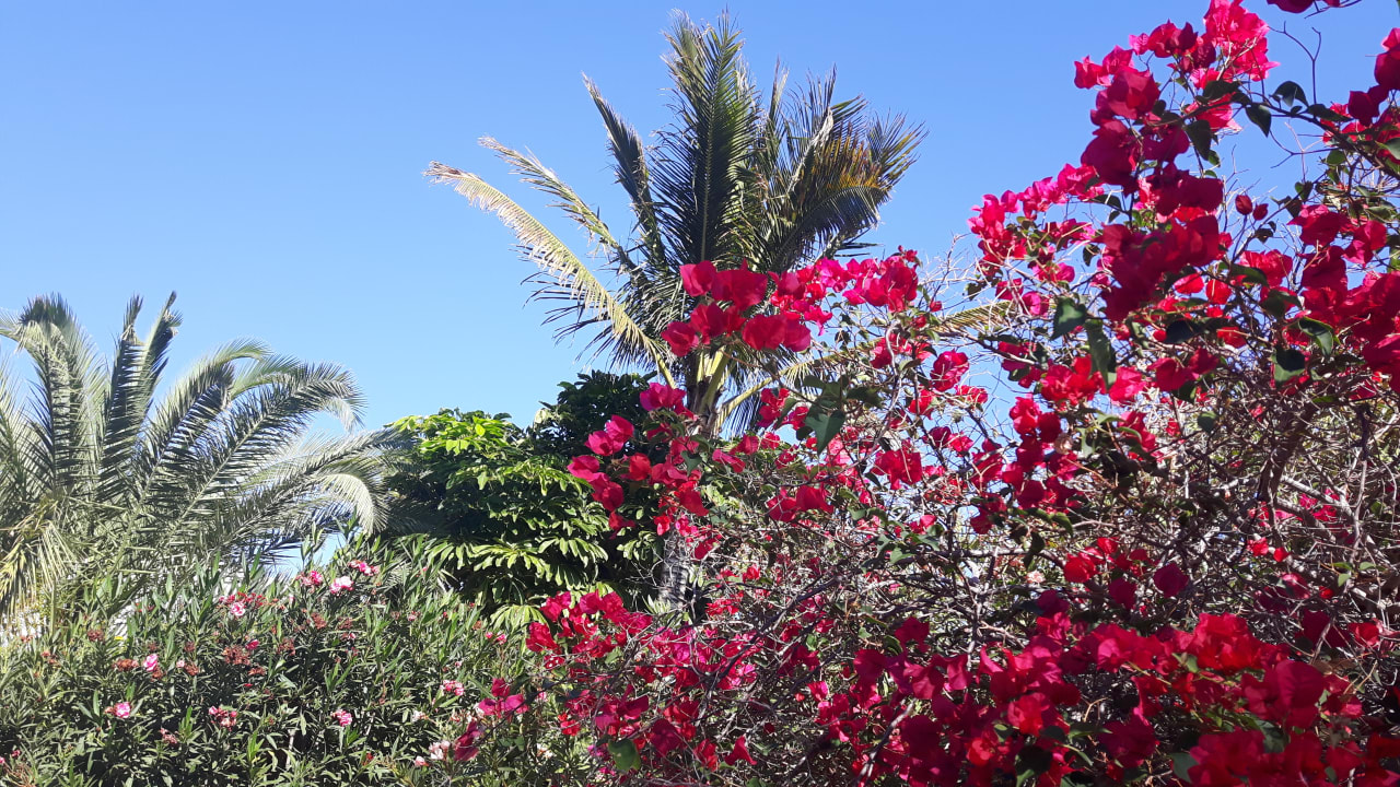 Außenansicht ROBINSON ESQUINZO PLAYA