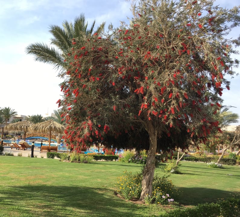 Gartenanlage Hurghada Long Beach Resort