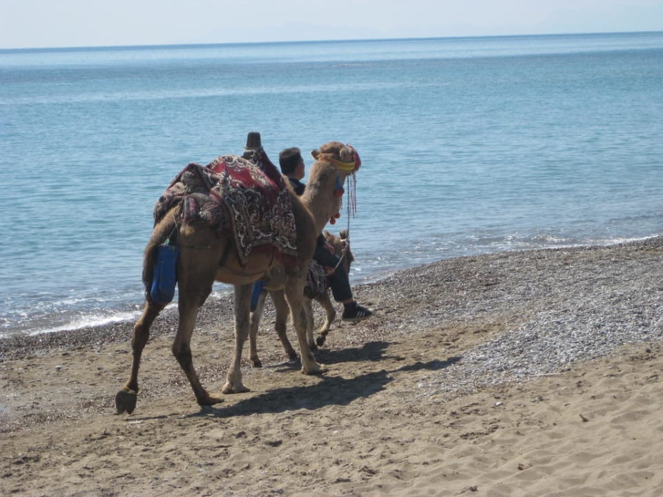 Besuch am Strand Papillon Belvil