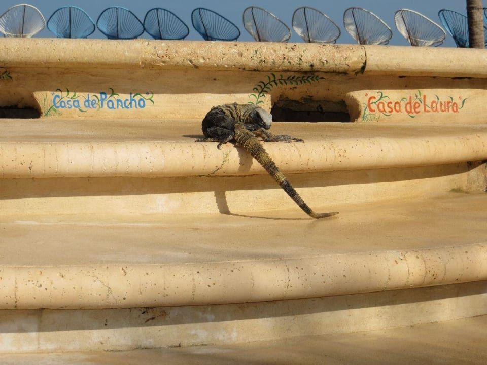 Selbsterklärend Hotel Villas Flamingos