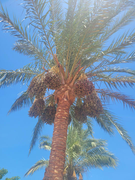 Sonstiges Desert Rose