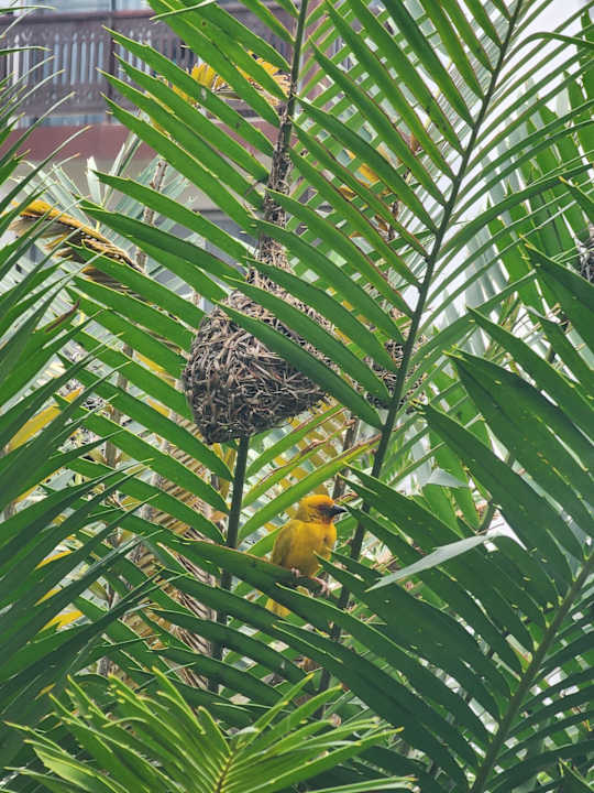 Gartenanlage Royal Zanzibar Beach Resort