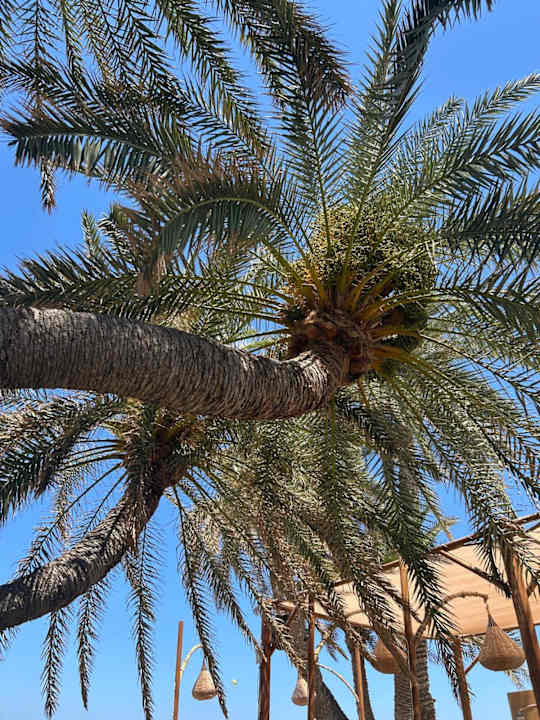 Strand Zeus Hotels Palm Beach