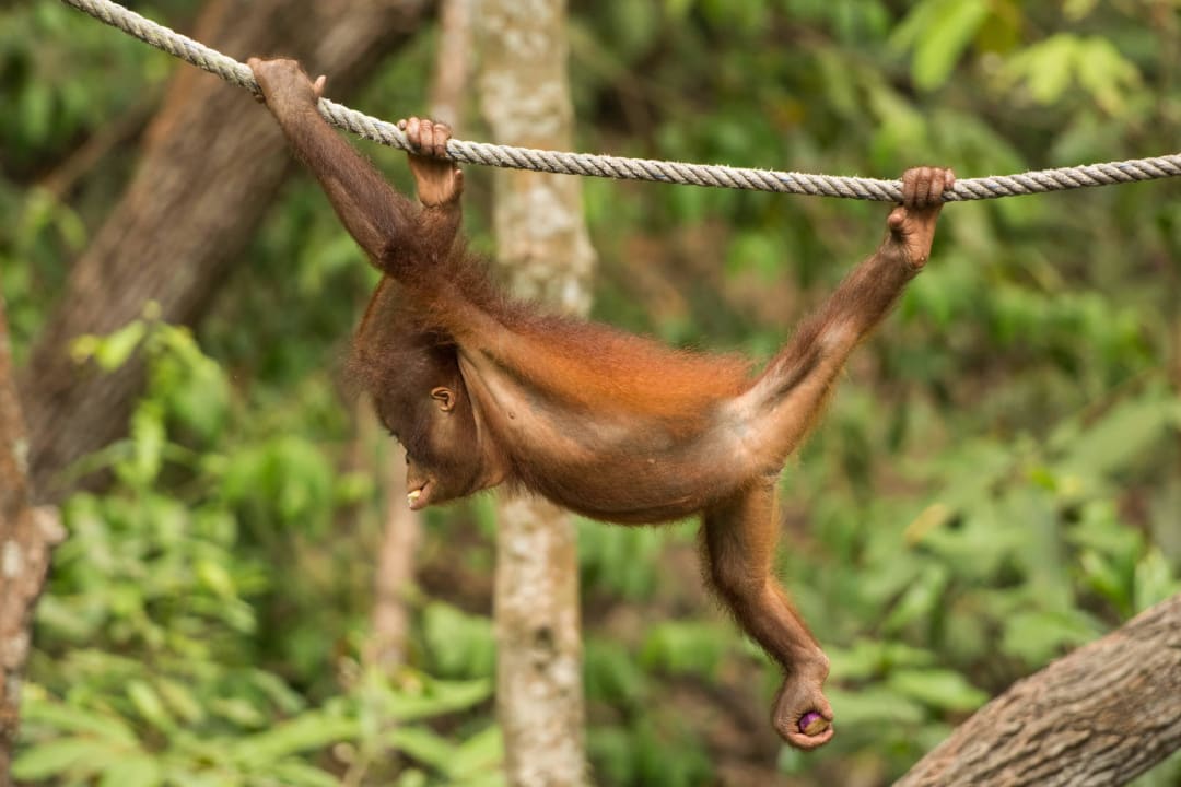 Orang-Utan  Shangri-La's Rasa Ria Resort & Spa