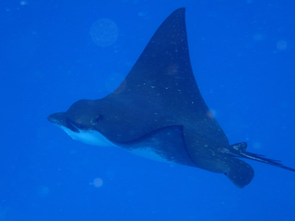 Adlerrochen Eri Maldives