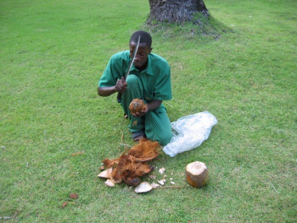 Frische Kokosnuß direkt von der Palme Grand Palladium Select Bávaro Resort & Spa