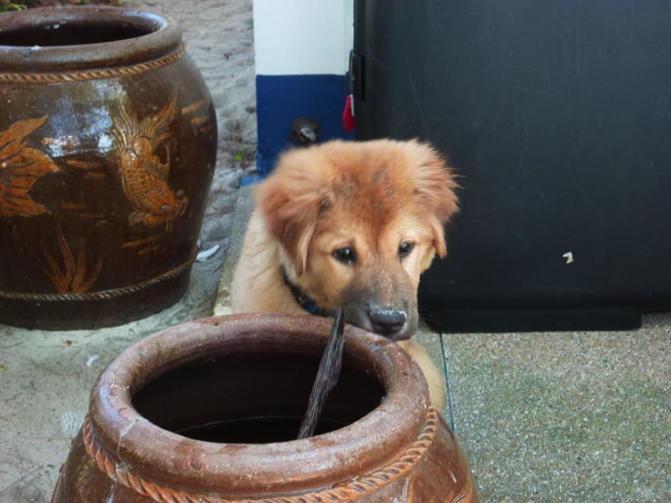 Einer von vielen Hunden Hotel Coral Island Resort