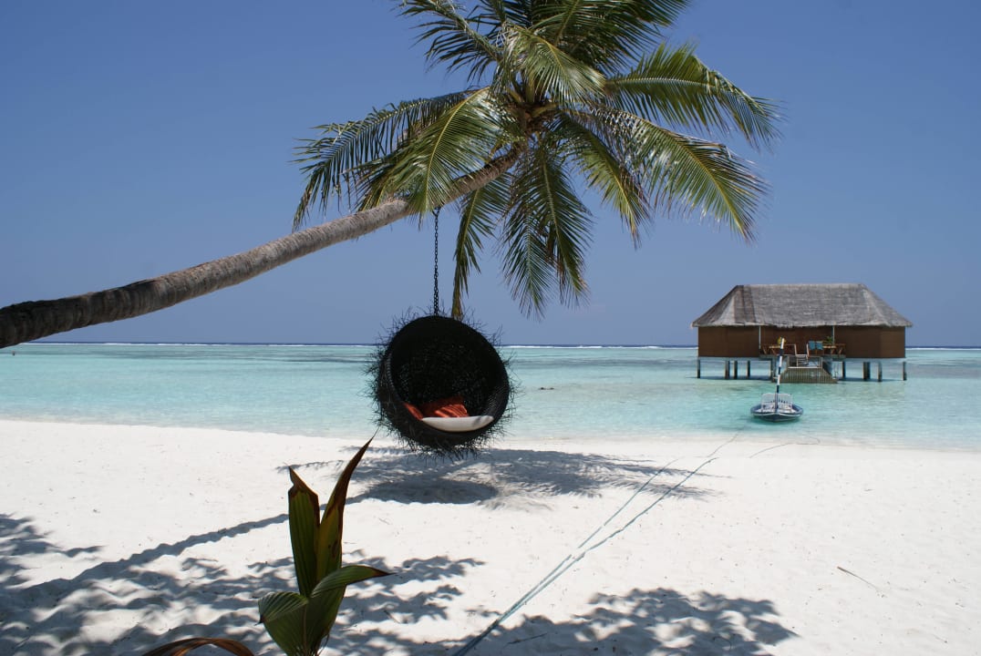Kokosnuss (neu aufgehängt worden vor einem Tag) Meeru Maldives Resort Island