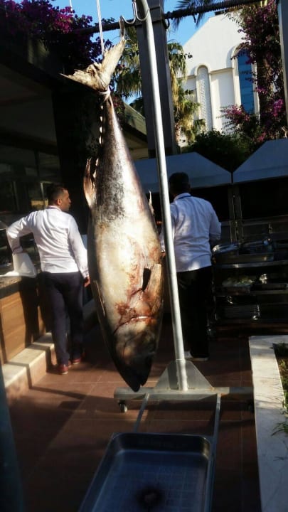 Thunfisch- gegrillt lecker Calimera Hane Garden