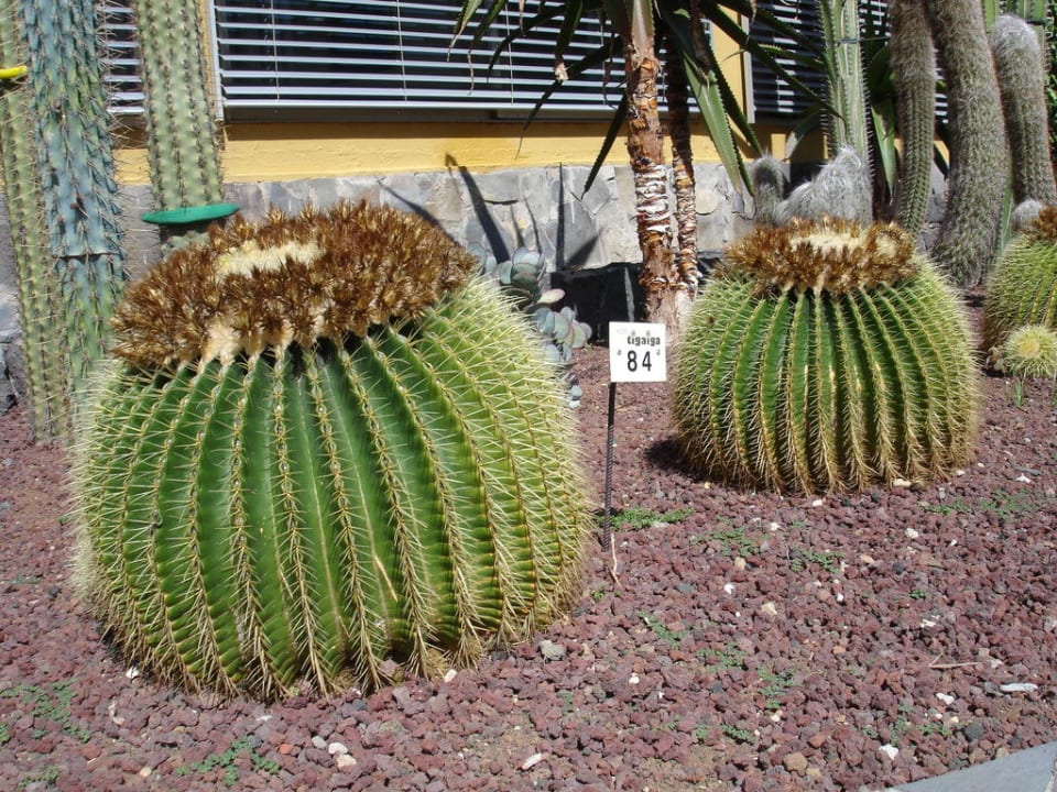 Jardín del Cactus Hotel Tigaiga