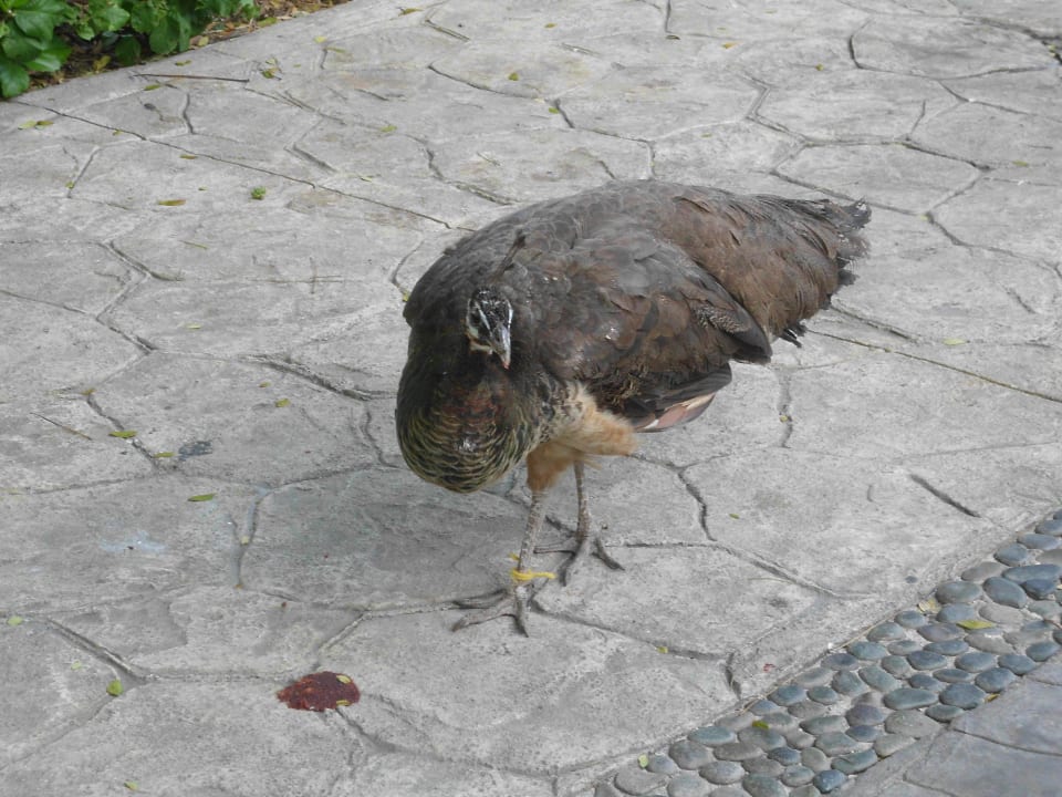 Pfau Sandos Caracol Eco Resort
