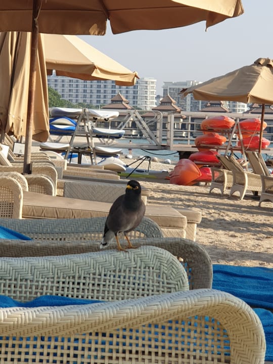 Strand Waldorf Astoria Dubai Palm Jumeirah