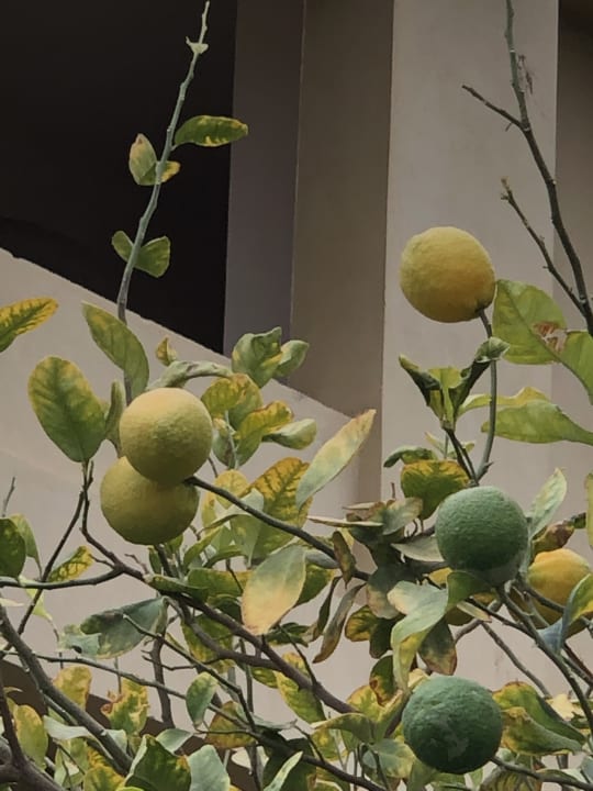 Gartenanlage Three Corners Fayrouz Plaza Beach Resort