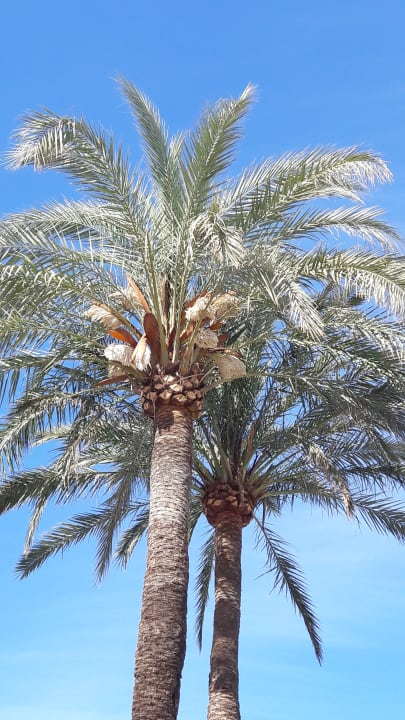 Gartenanlage allsun Hotel Bahia del Este