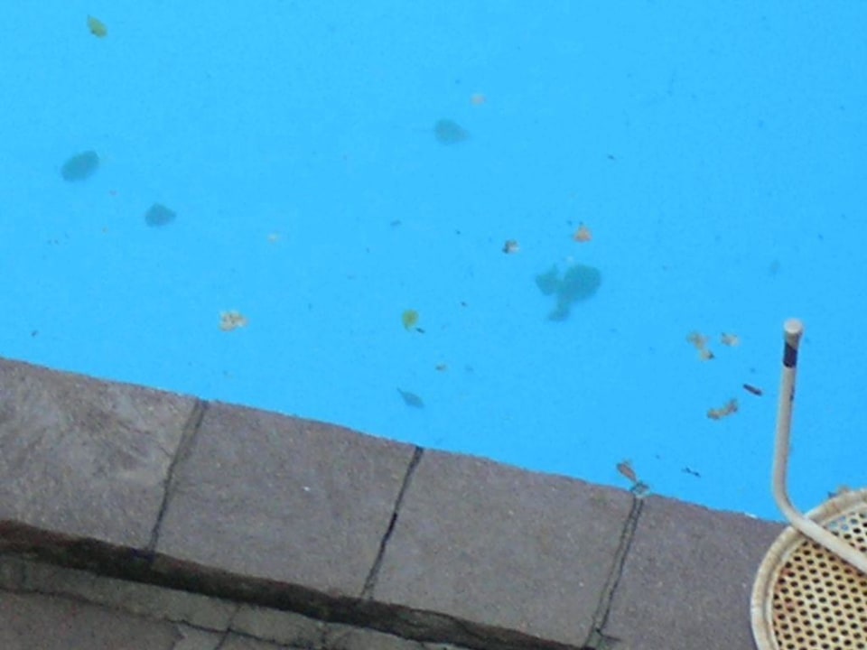 Pool mit Laub Hotel Alpenhof