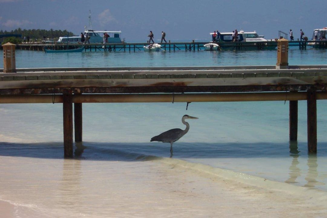 Steg mit Reiher Meeru Maldives Resort Island