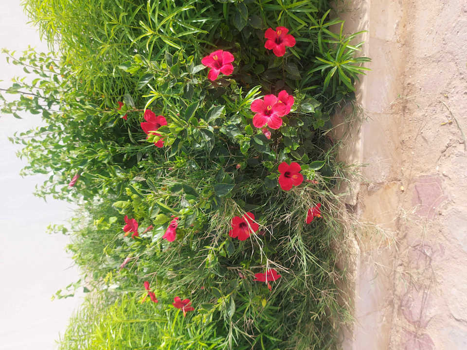 Gartenanlage Shoni Bay