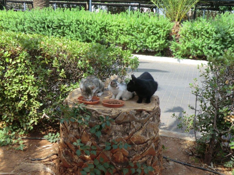 Katzencafe Phãea Cretan Malia